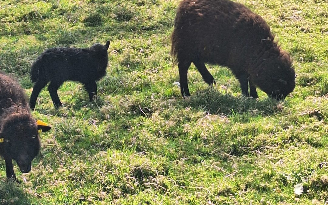 Moutons éco pâturage lycée Lesage